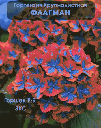 Гортензия Флагман