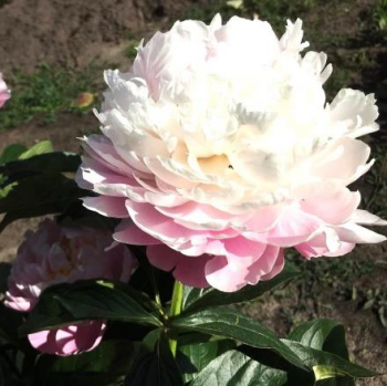 Пион Утренняя свежесть (Paeonia Utrennja Svegest')