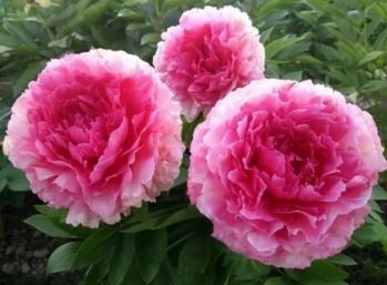 Пион Роуз Харт (Rose Heart)