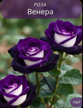 Роза Венера