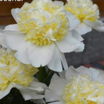 Пион Музыка Весны (Paeonia Muzyka Vesny)