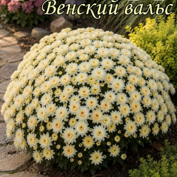 Хризантема мультифлора Венский вальс