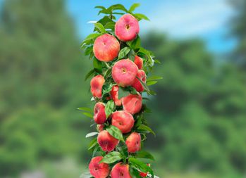 Персик инжирный колоновидный