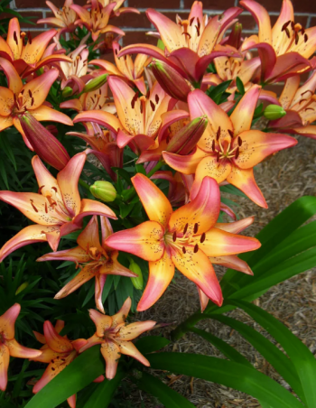 Лилия Роял Сансет (Lilium ROYAL SUNSET)