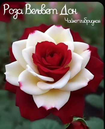 Роза Вельвет Дон