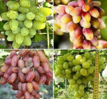 Набор виноградов