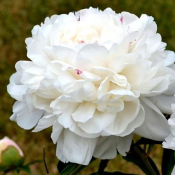 Пион Лебедь (Paeonia Lybed)
