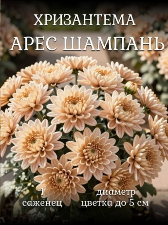 Хризантема Арес Шампань (Ares Champagne)