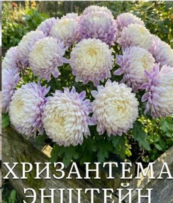 Хризантема Эйнштейн