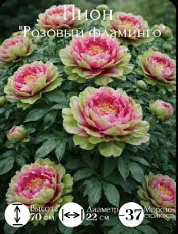 Пион Розовый Фламинго