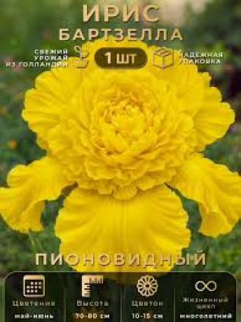 Ирис Бартзелла