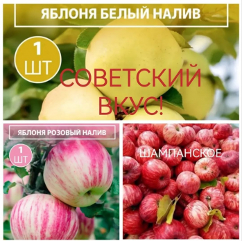 Набор из 3х яблонь