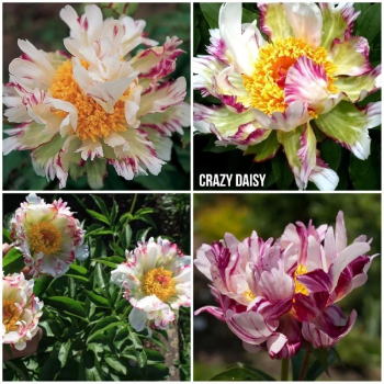Пион Crazy Daisy