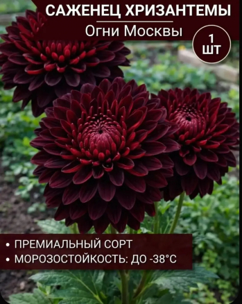 Хризантема Огни Москвы