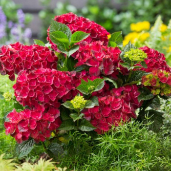 Гортензия крупнолистная Теллер Ред Булл / Hydrangea macrophylla Teller Red Bull