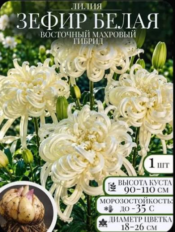 Лилия Зефир Белая 4шт