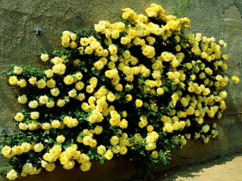Голден Клаймбер (Golden Climber)