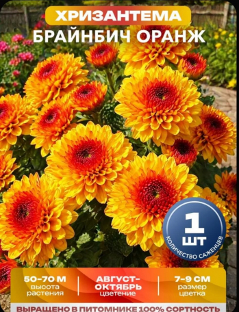 Хризантема Брайнбич Оранж