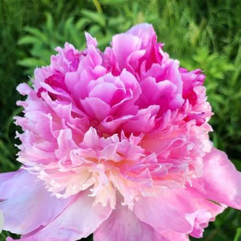 Пион Оригинал (Paeonia Original)
