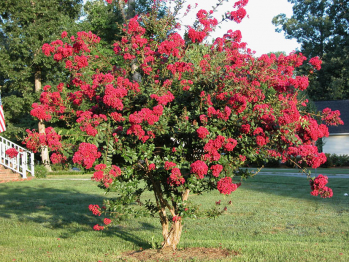 Лагерстремия индийская Динамит (Lagerstroemia Dynamite)