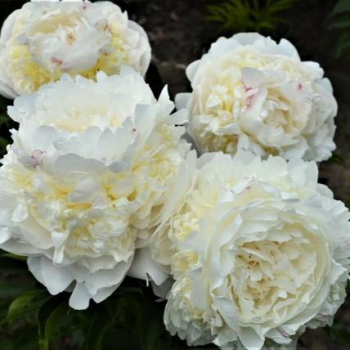Пион Отчий дом (Paeonia Otchiy Dom)