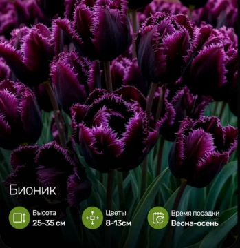 Тюльпан морозостойкий Бионик 10шт