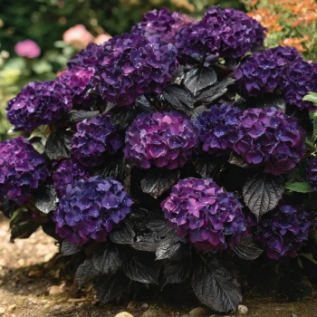Гортензия крупнолистная Speedy purple