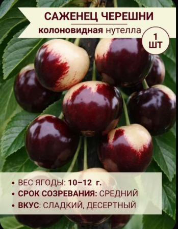 Черешня колоновидная Нутелла