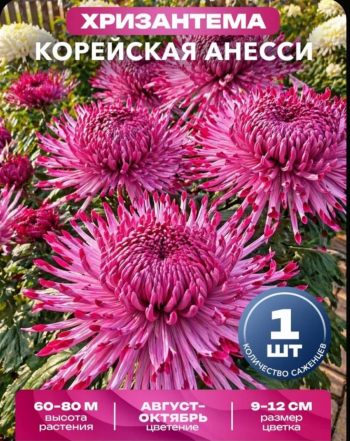 Хризантема корейская Анесси