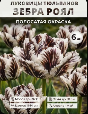 Тюльпан «Зебра Роял» 6 шт