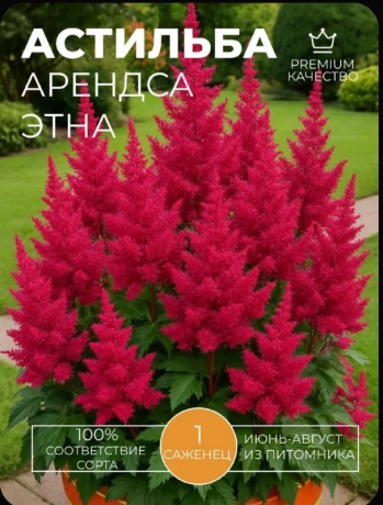 Астильба многолетняя