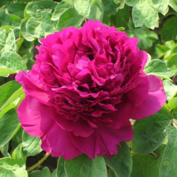 Пион Гранатовый браслет (Paeonia Granatovyi braslet)