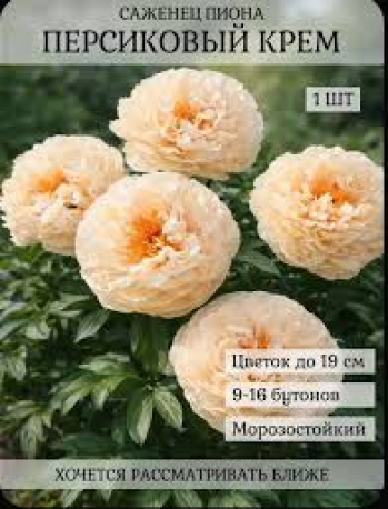 Пион Персиковый Крем
