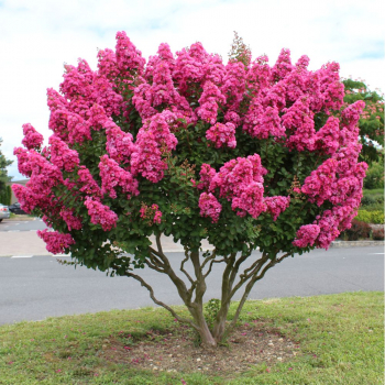 Лагерстремия индийская Корал Фили (Lagerstroemia Coral Filli)