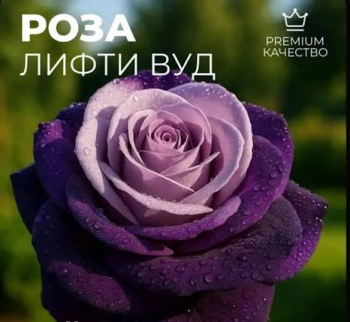 Лифти Вуд