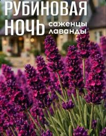 Лаванда узколистная Рубиновая ночь