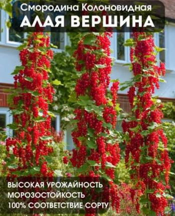 Смородина колоновидная «Алая Вершина»