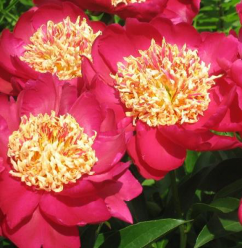 Пион Огни Москвы (Paeonia Ogni Moskvi)