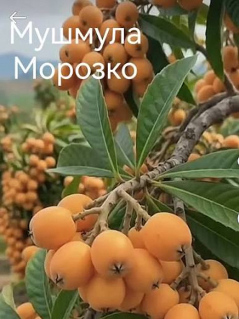 Мушмула Морозко