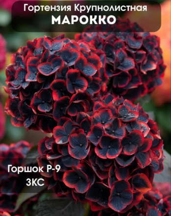 Гортензия крупнолистная Марокко