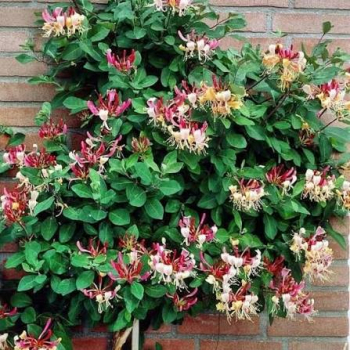 Лиана Lonicera serotina