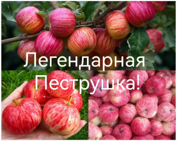 Яблоня Пеструшка
