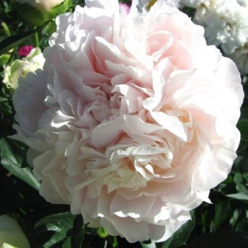 Пион Лариса Скакодуб (Paeonia Larisa Skakodub)