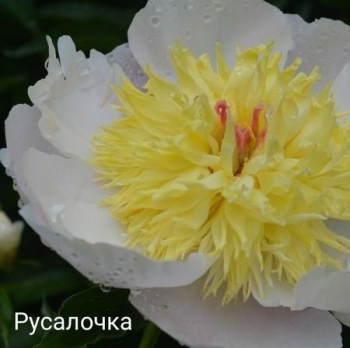 Пион Русалочка (Paeonia Rusalochka)