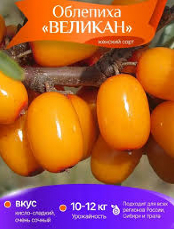 Облепиха Великан М и Ж