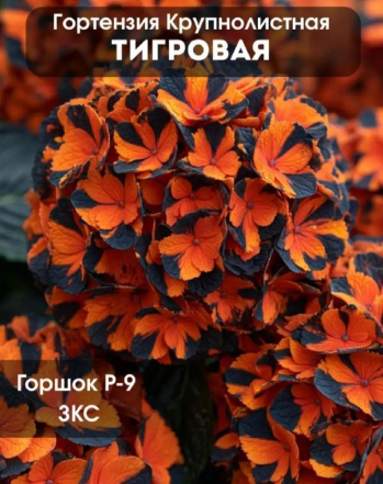 Гортензия крупнолистная Тигровая