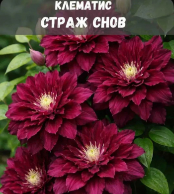 Клематис Страж снов