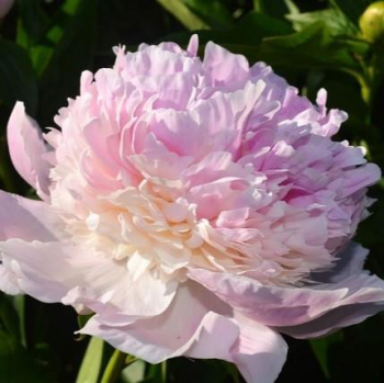 Пион Бальный танец (Paeonia Bal'nyi Tanec)