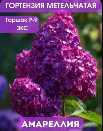 Гортензия метельчатая Амареллия