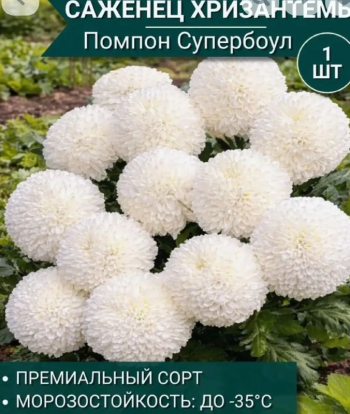 Хризантема Помпон Супербоул
